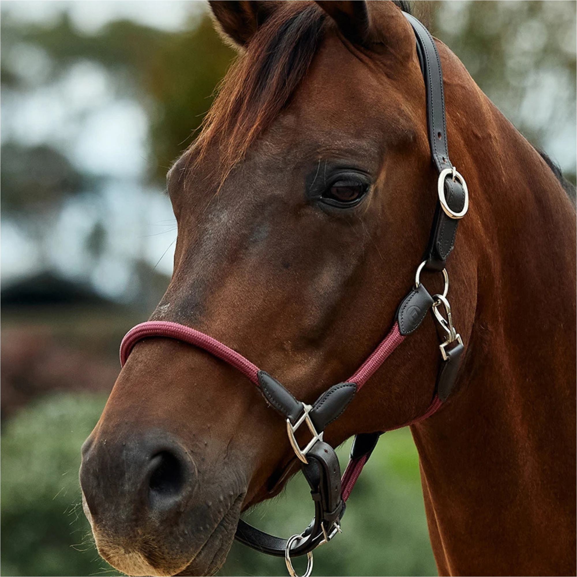 2026 Dublin Leather Rope Headcollar 1031533 - Burgundy / Brown